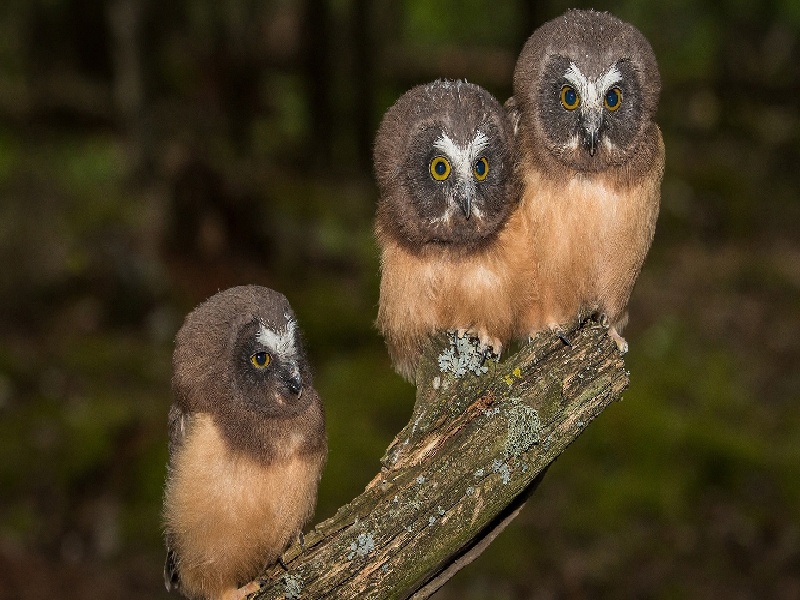 菁华医院试管移植，国外试管费用要到安琪儿