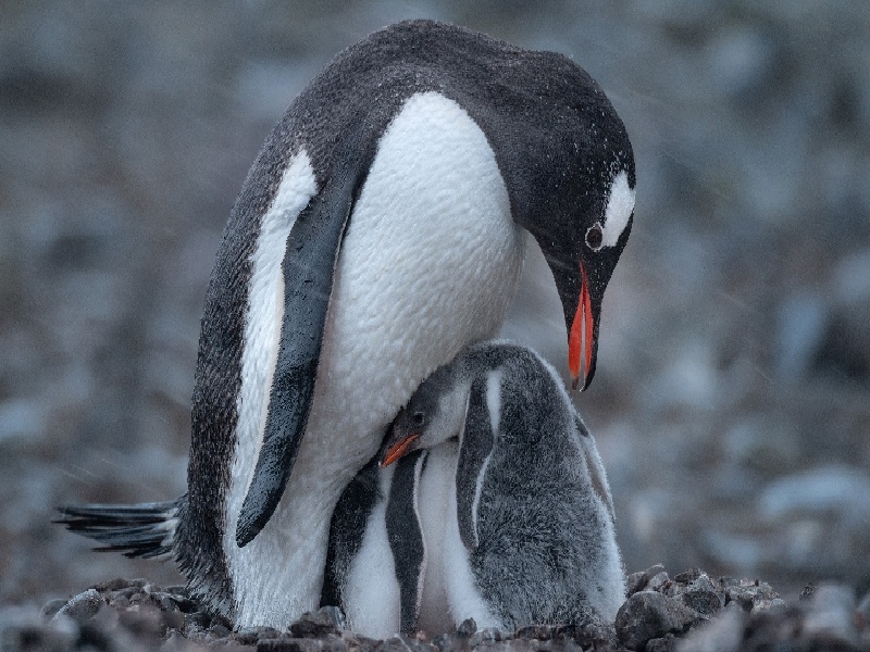日本皇室试管婴儿，台湾试管捐卵